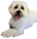 Tony, the bodioagency mascot dog